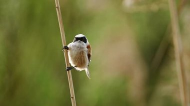Küçük kuş Remiz bir Reed 'in üstüne oturur ve şarkı söyler
