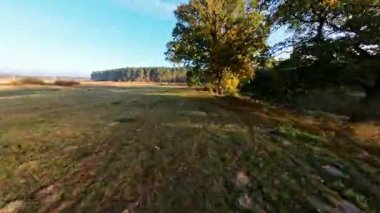 İnsansız hava aracı, çimenlikteki ağaçlarla birlikte yaz doğası üzerinde uçuyor.