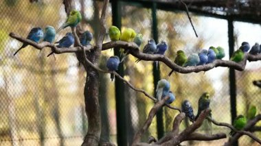Renkli Budgerigars sürüsü Tüyleri temizlerken bir dalda oturur