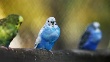 Yakın plan bir şubede oturan Budgerigar Papağanı sürüsü