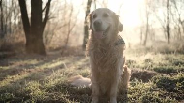 Tatlı Golden Retriever Dog, ağzındaki akıntıyı gösteren şirin bir portreyle buz gibi bir ormanda oynar.