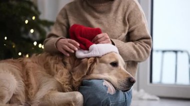Kız Noel tatillerinde altın bir av köpeğine Noel Baba Şapkası takar.