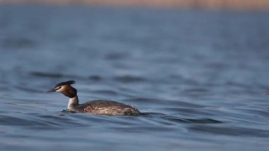 Büyük İbikli Yunus Gölü Pürüzsüzce geçiyor