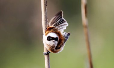 Küçük kuş Remiz, geçmişi bulanık bir şekilde Reed 'in üzerinde oturuyor.