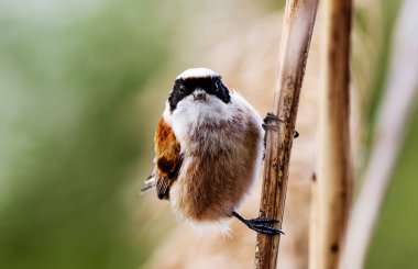 Küçük kuş Remiz, geçmişi bulanık bir şekilde Reed 'in üzerinde oturuyor.