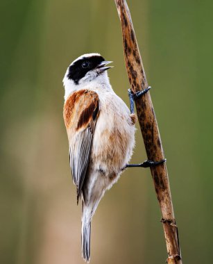 Küçük kuş Remiz, geçmişi bulanık bir şekilde Reed 'in üzerinde oturuyor.