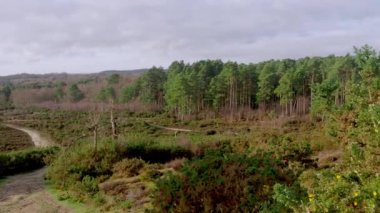 Surrey 'deki Frensham Gölleri Panoraması. Mavi gökyüzü ile Ocak
