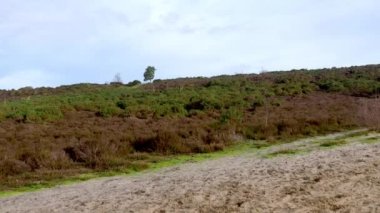 Surrey 'deki Frensham Gölleri Panoraması. Ocakta mavi gökyüzü ve kumlu patika.
