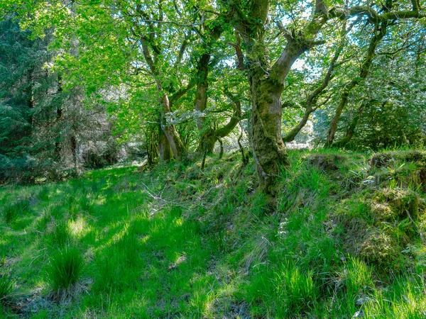 Gammal Gränsbank Vid Cooksworthy Forest Cornwall England Storbritannien Landskapsbild Visar — Stockfoto