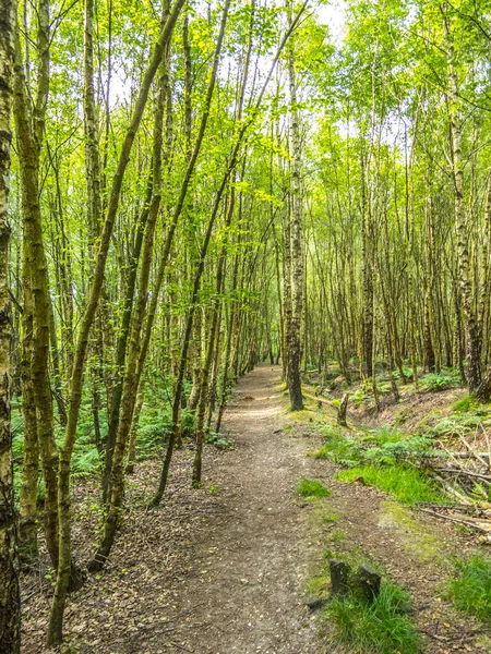 リンカーンシャーの森の道 夏の木と木の葉と白銀の白樺 — ストック写真