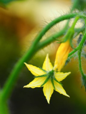 Bulanık yeşil arka planı olan tek sarı domates çiçeğinin arkasında. Kopyalama alanı ile