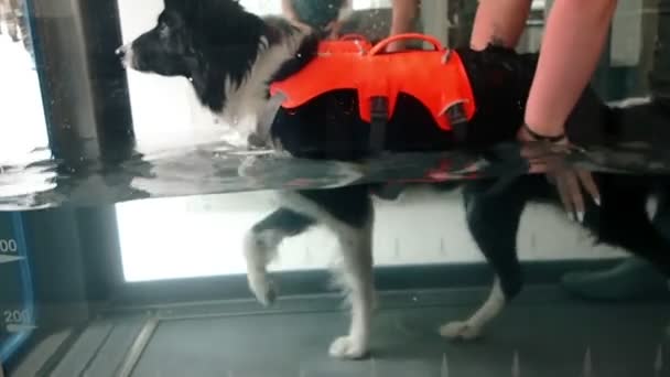 水中でゆっくり歩くタンクで水和療法を楽しんでいるコリー犬 — ストック動画