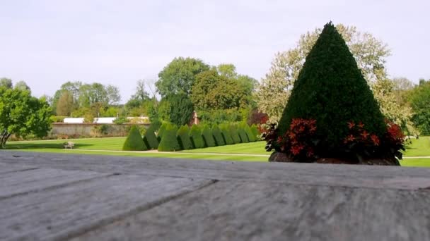 ピラミッドヘッジと芝生を備えたイギリスのカントリーガーデン バックグラウンドのヘッジの列 — ストック動画