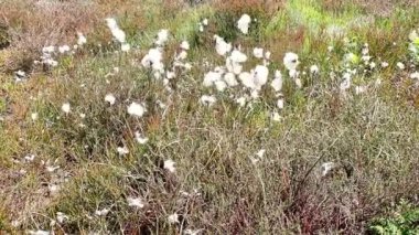 Rüzgarda esen pamuk çimleri Kuzey York Moors, Kuzey Yorkshire, İngiltere, İngiltere