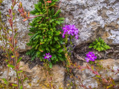 Çatlak arkaplan duvarında küçük mor çiçekli taş duvar