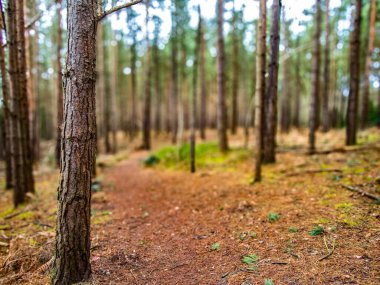 Pine woodland with one tree in focus, background blur with path. clipart