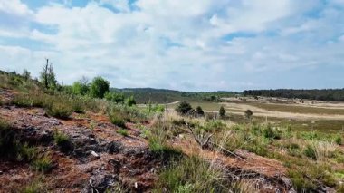 Hankley Common, Surrey Elstead yakınlarında Mayıs 2025 'te açık bir günde