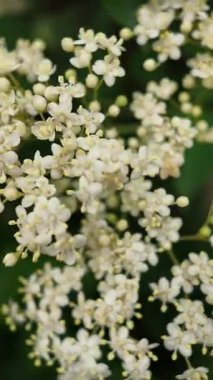 Rüzgarda esen Ahududu çiçekleri. Portre biçimi.