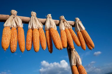 Kırsalda kurumuş mısırlar