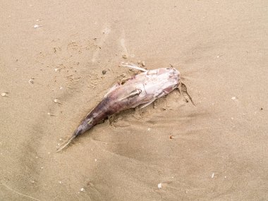 Sahilde ölü balık.