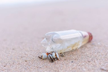 Plajda küçük midyeler ve plastik şişeler