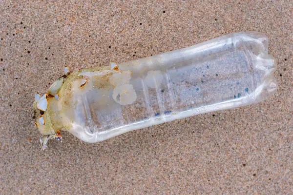 Plajda küçük midyeler ve plastik şişeler