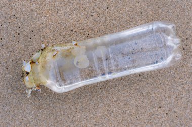 Plajda küçük midyeler ve plastik şişeler