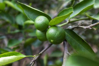 Yeşil limonlar bahçede.