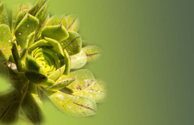 Metin için kopyalama alanı olan yeşil arkaplan üzerindeki sulu bitki.