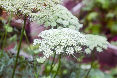 Bahçede beyaz çiçekler