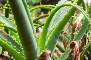 aloe vera Bahçe