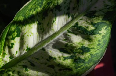 Güzel botanik fotoğrafı, doğal duvar kağıdı.