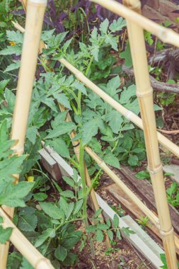 Seradaki bambu bitkileri