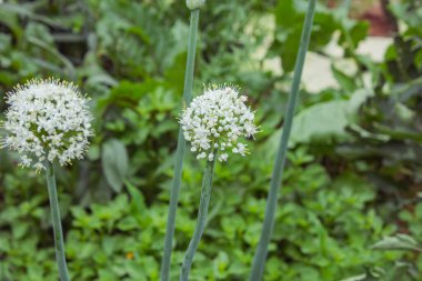 Bahçedeki beyaz soğan çiçeği.