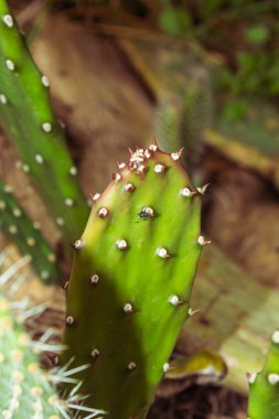 Doğa bahçesinde dikenli kaktüs