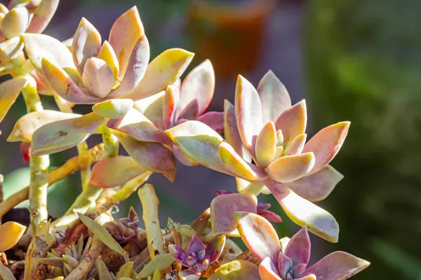 Bahçedeki sulu bitkileri kapatın..