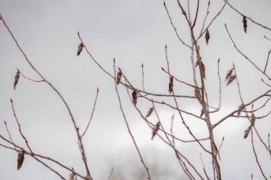 Kışın ağaçların dalları