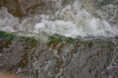 Yeşil yapraklı ve taşlı nehir