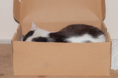 Kedi yerde yatıyor..
