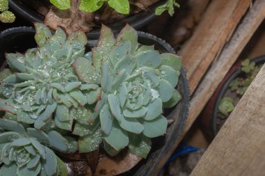 Bahçedeki güzel kaktüs