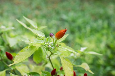 Bahçede kırmızı biber