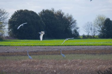 Yeşil alanda beyaz kuğular