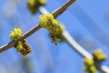 Ağaçtaki güzel bahar çiçekleri