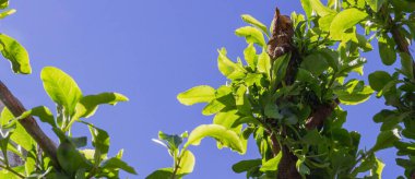 Ağaçtaki yeşil yapraklar