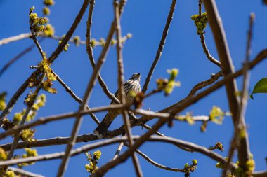 Ağaçtaki bir kuşun yakın çekimi.