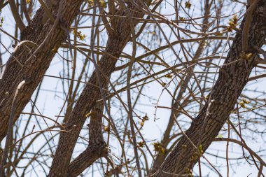 Söğüt yapraklı dallar