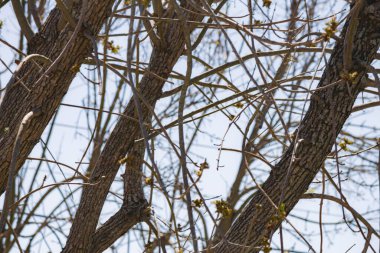 İlkbaharda yaprakları olan ağaç dalları