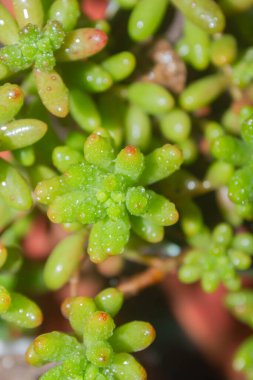 Güzel botanik fotoğrafı, doğal duvar kağıdı.