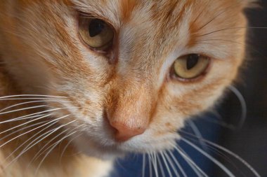 Bir kedinin yüzünü kapatın..