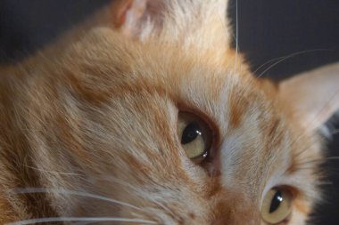 Güzel bir kedinin portresi.